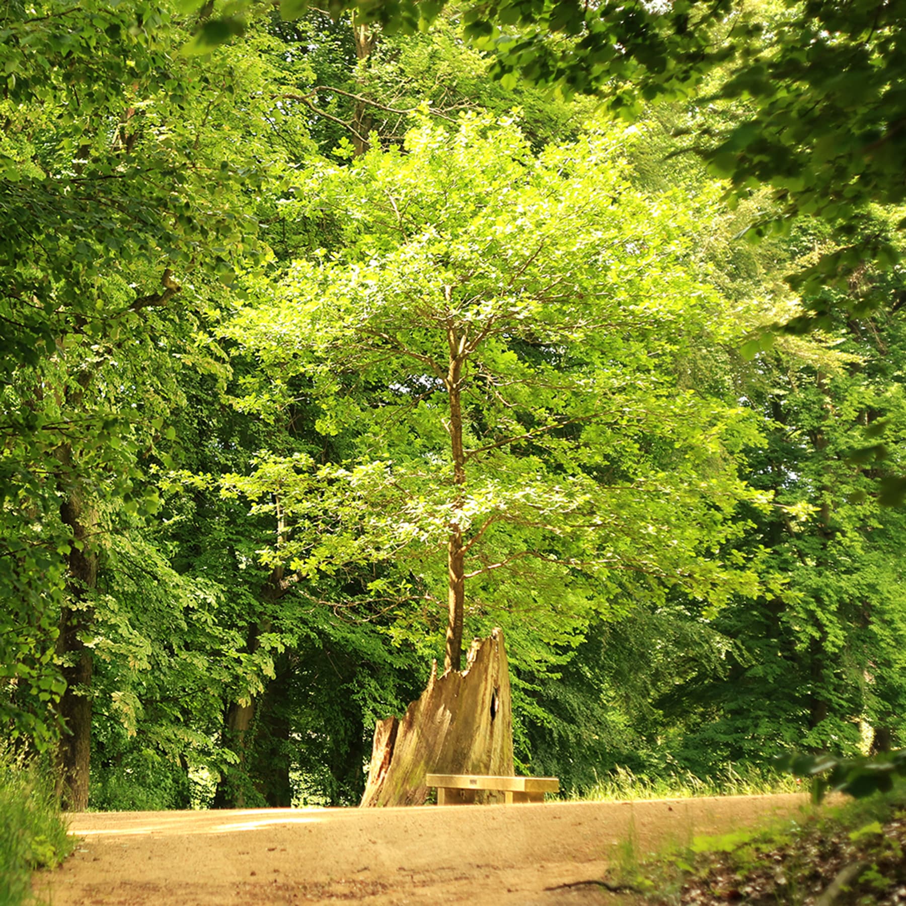 Dąb Klementyny